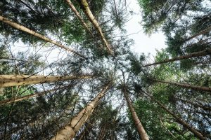Blick in die Baumkronen eines Nadelwaldes